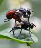 Cylindromyia bicolor